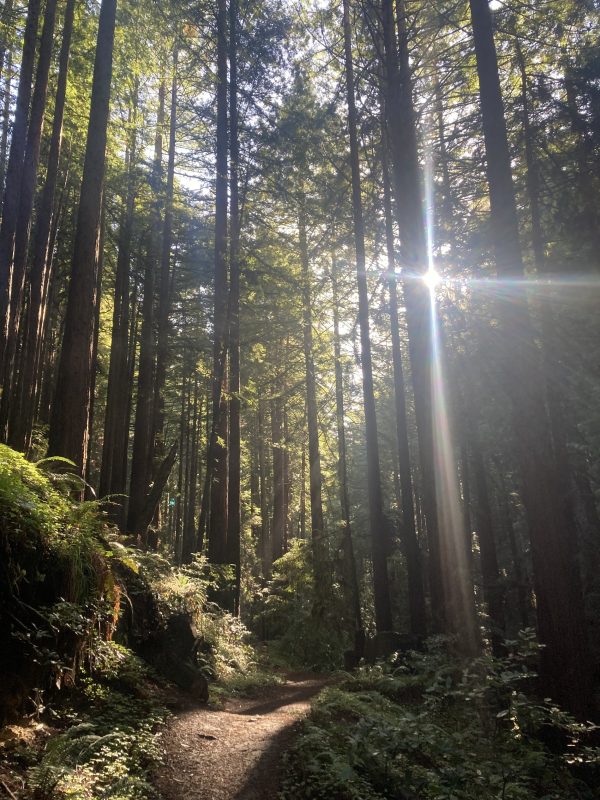 Photo of trail winding through redwood trees dappled with sunlight in Santa Cruz, California One of my favorite places to run in Santa Cruz, Land of Medicine Buddha.