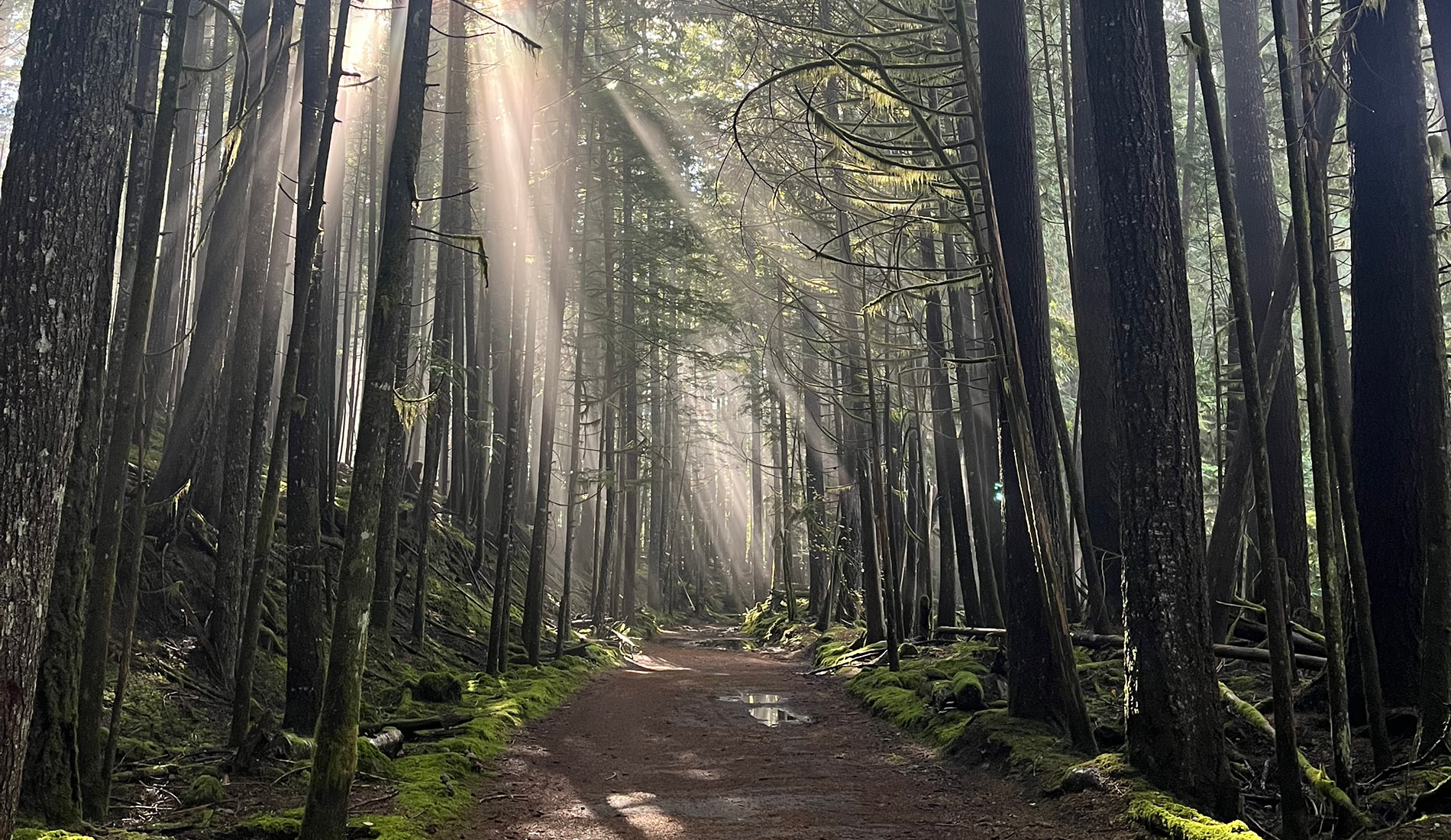 Sunlight filtering through a redwood forest