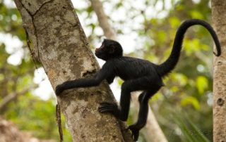 Photo of a baby Peruvian spider monkey climbs a tree in the Peruvian amazon