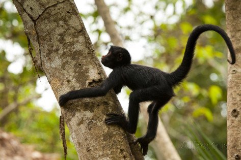 Photo of a baby Peruvian spider monkey climbs a tree in the Peruvian amazon